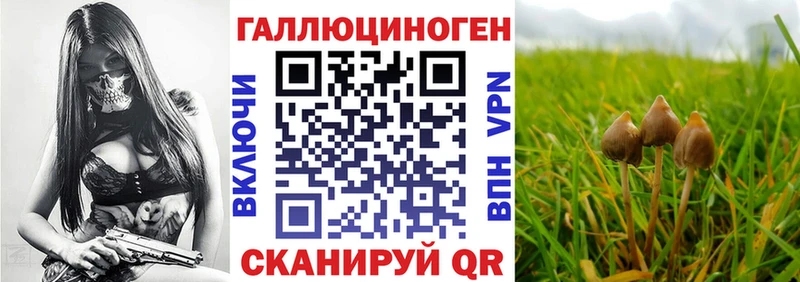 нарко площадка как зайти  Кашин  Псилоцибиновые грибы MAGIC MUSHROOMS  купить наркоту 